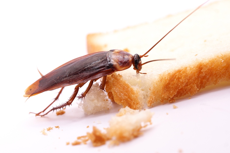 cockroach-on-bread